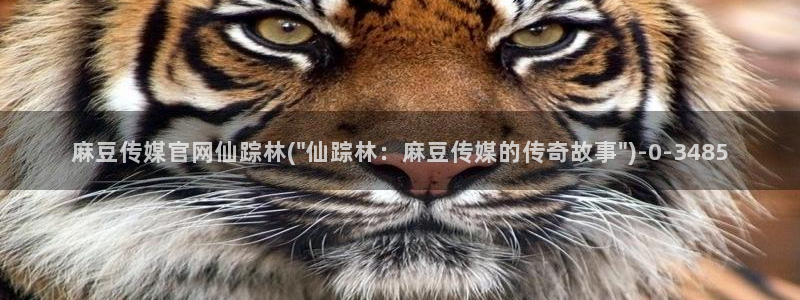 麻豆视频 专区完整版